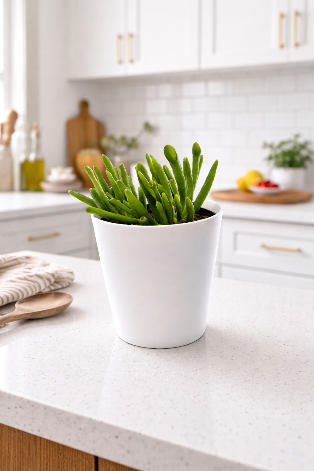 Live Gollum Jade Plant with Handmade White 4″ Pot – Real Succulent Indoor