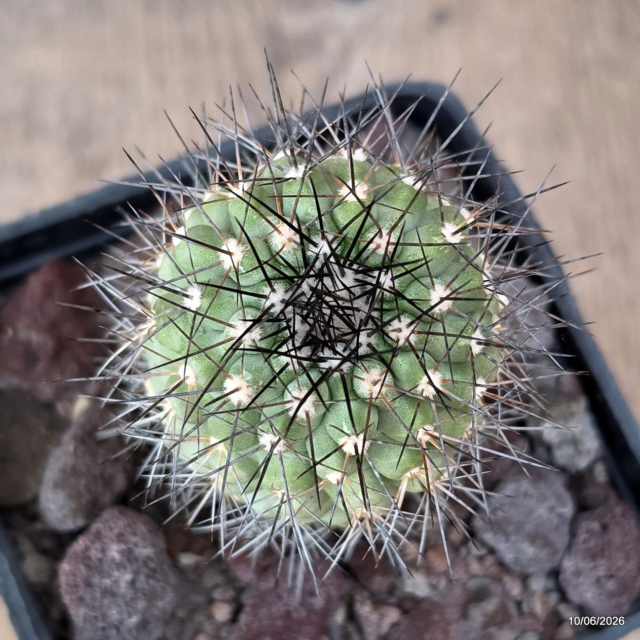 D3541 COPIAPOA TENEBROSA pot10-H9-W5 cm MaMa Cactus