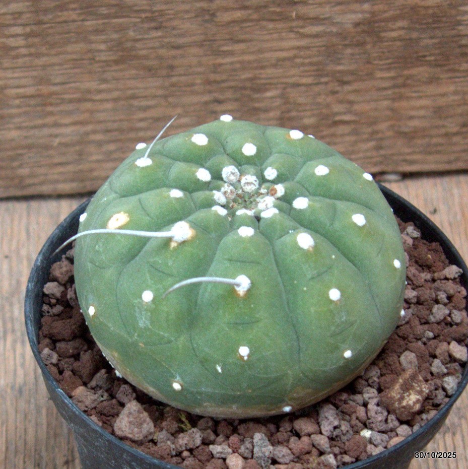 D7246 MATUCANA MADISONIORUM pot10-H6-W8 cm MaMa Cactus