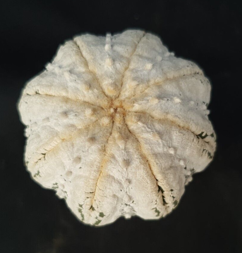 Astrophytum asterias ‘SUPER KABUTO’ seedling, seedgrown