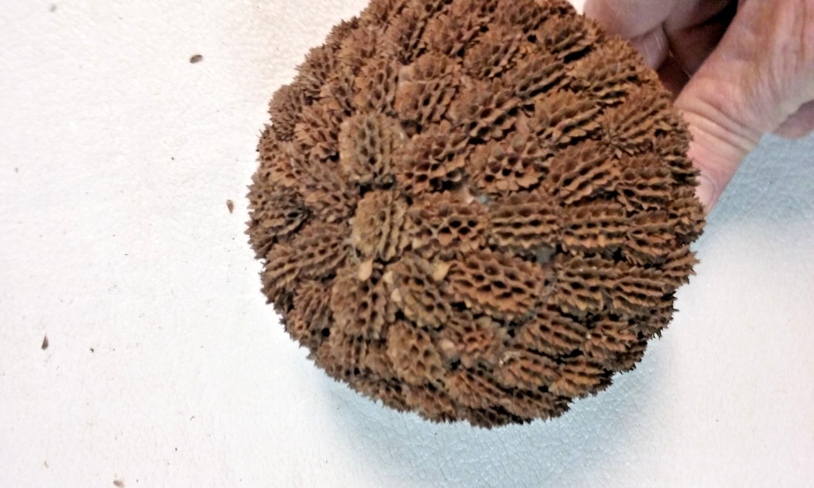 3 Brown Seed Pod Mosaic Decorative Ball Ornaments 5″ to 6″ & 4″ to 5″ wide