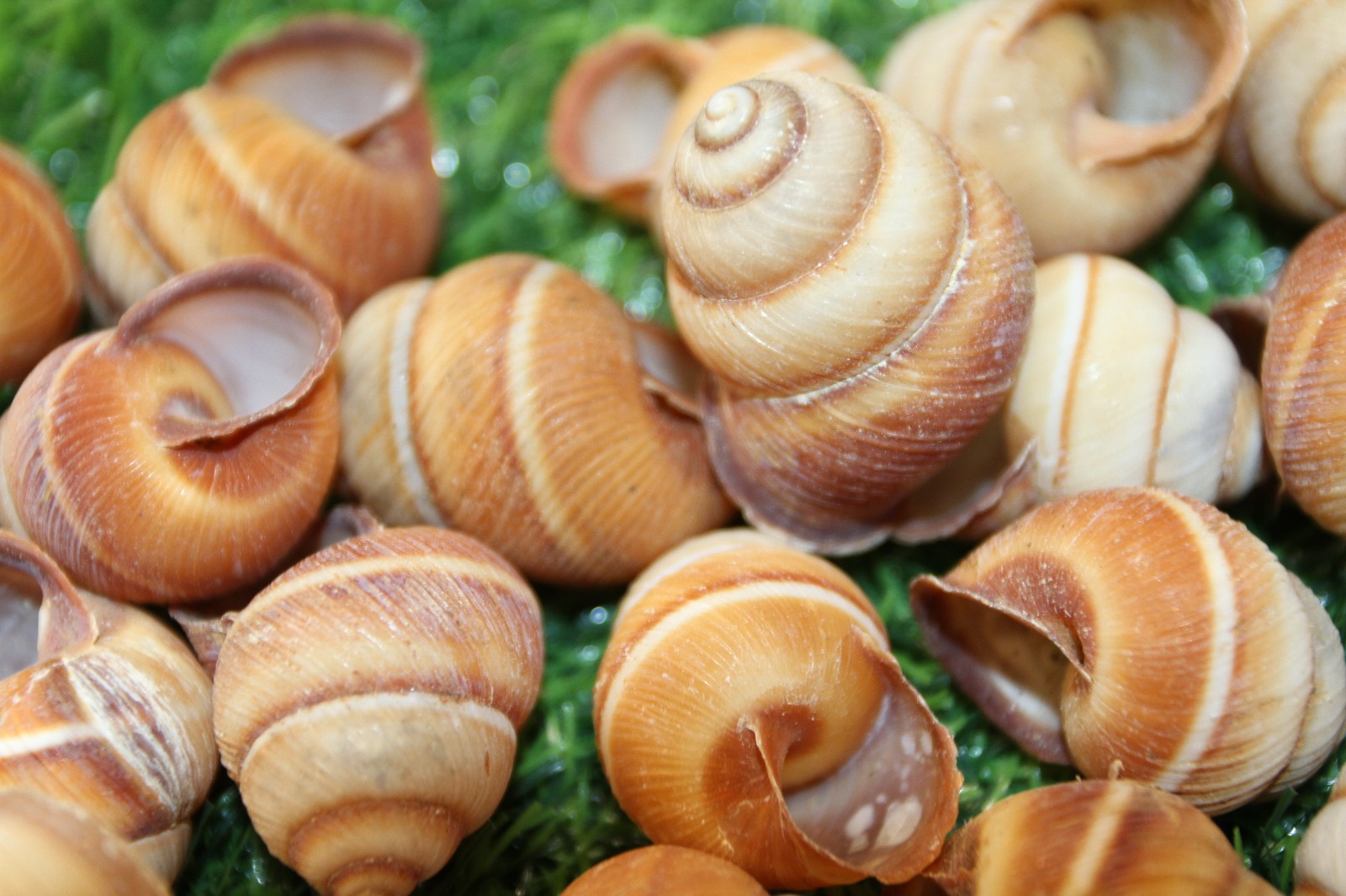 BROWN LAND SNAILS,Craft Supply,Mosaic projects, Beach Decor,Beach Art,SS-588