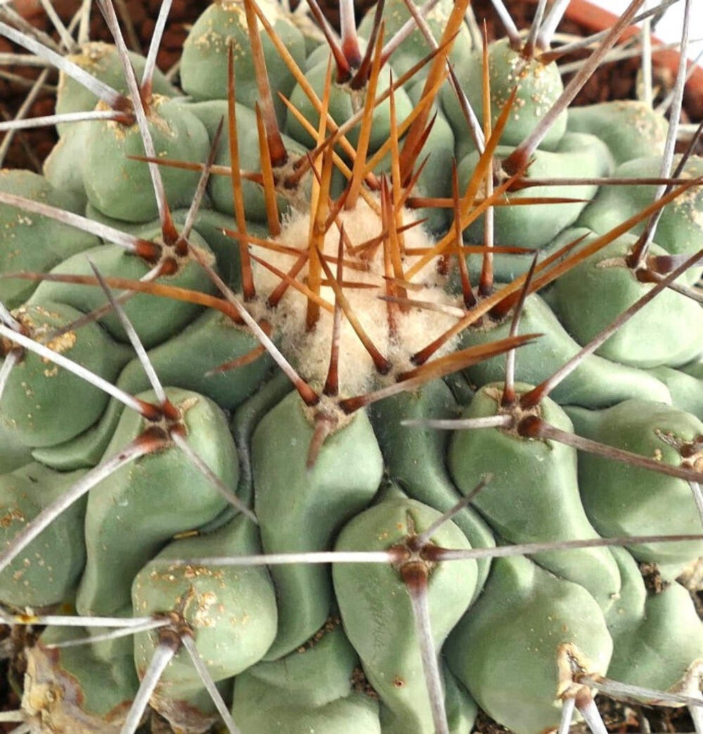 Thelocactus rinconensis LONG GOLDEN SPINES – Rincon cactus | Star cactus