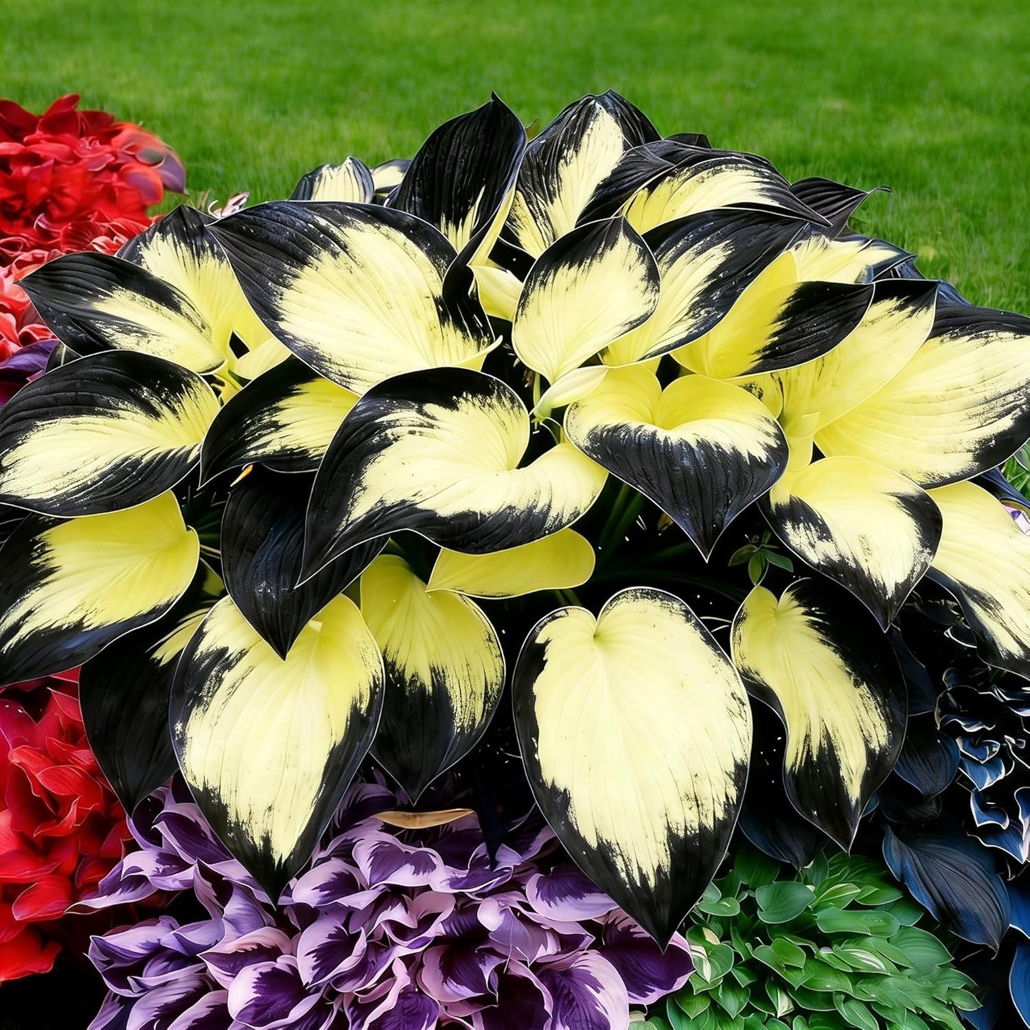 Mixrug Hosta Seeds for Planting, 200+pcs Rare Perennial Hosta Flower Seeds, Non-