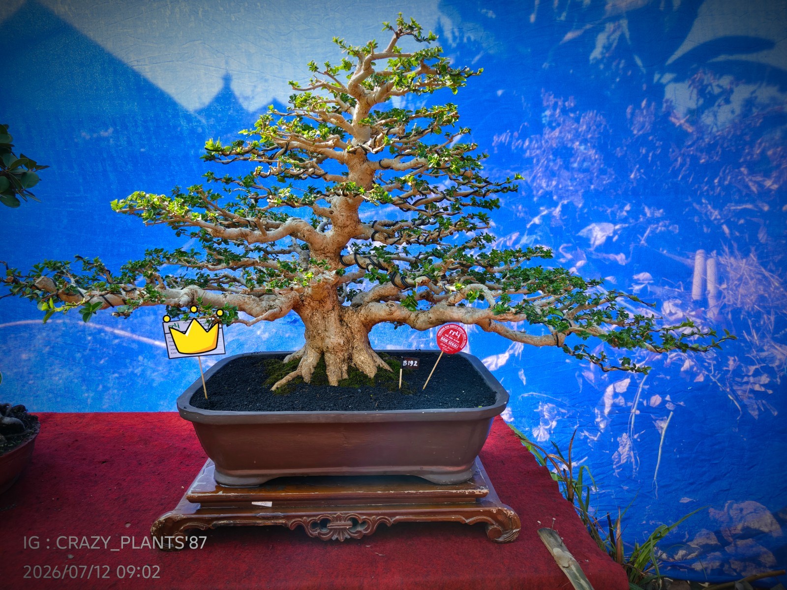 Premna Microphylla Bonsai Tree -Real- Large Size – For Bonsai Tree Collectors.