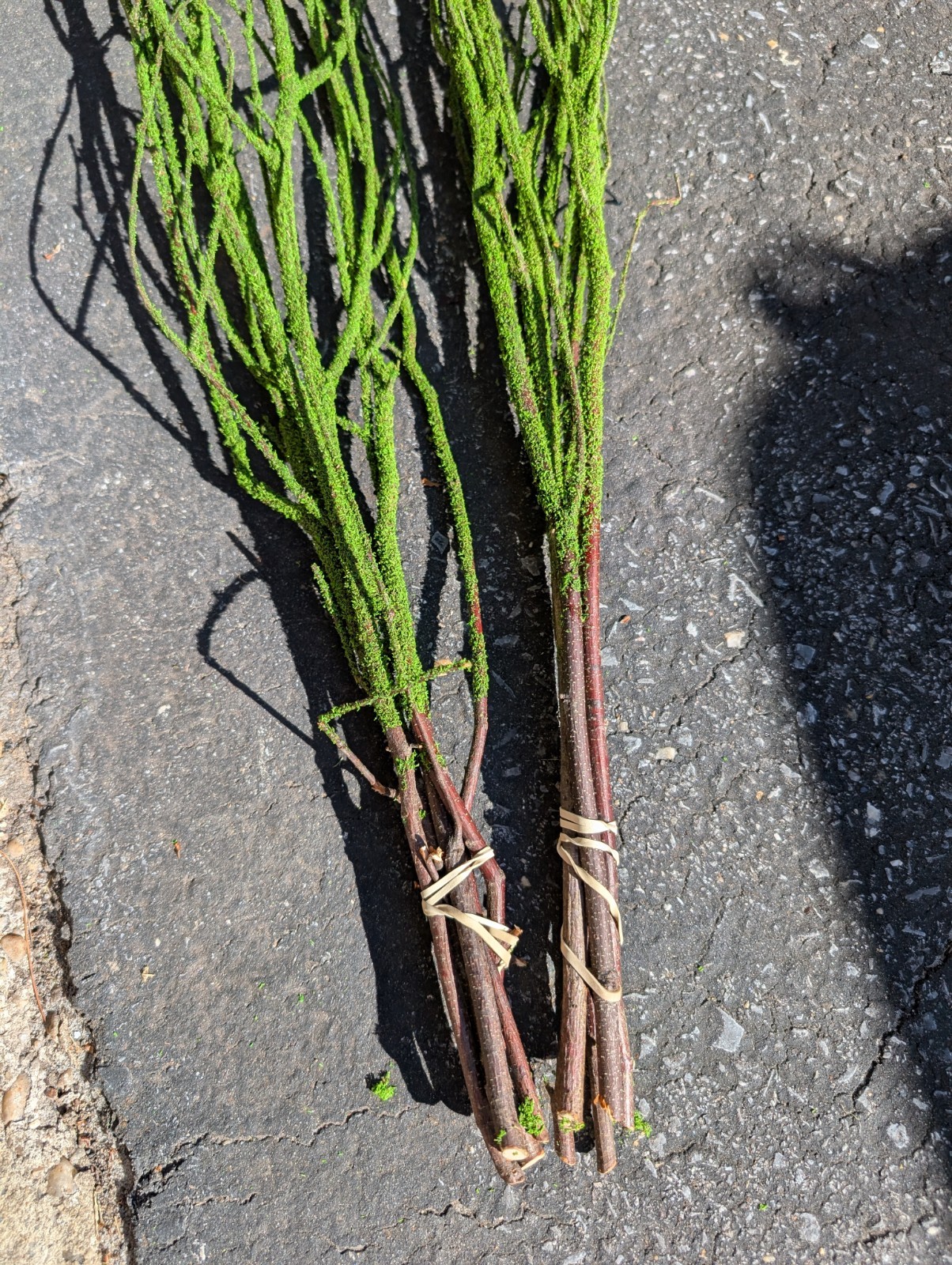 47in Green Coated Reeds Bundle x10 Branches