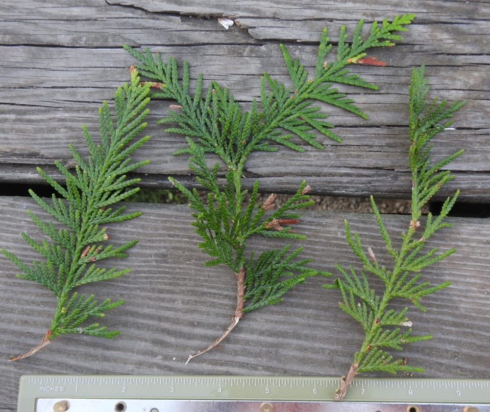 3 Pc Branches Arborvitae/Cedar/Cypress (Thuja Occidentalis) Fresh Cut!