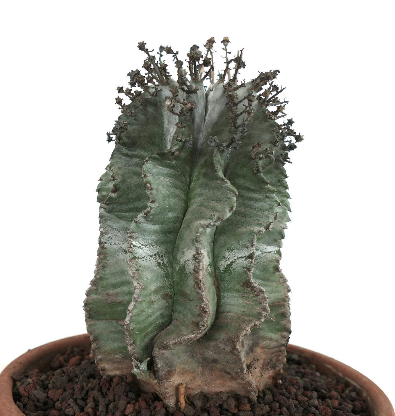 Euphorbia horrida cv SUPER SNOW FLAKES – African Milk Barrel | Milk Barrel Cactu