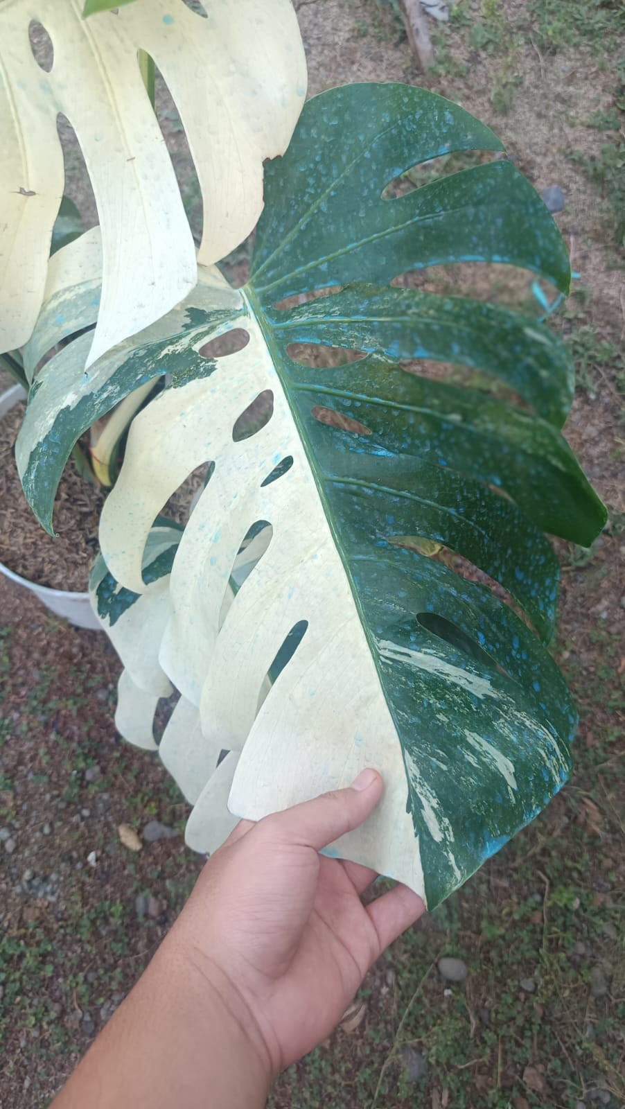 Real Picture Monstera Albo Halfmoon Variegated 5 Leaves Mature Size