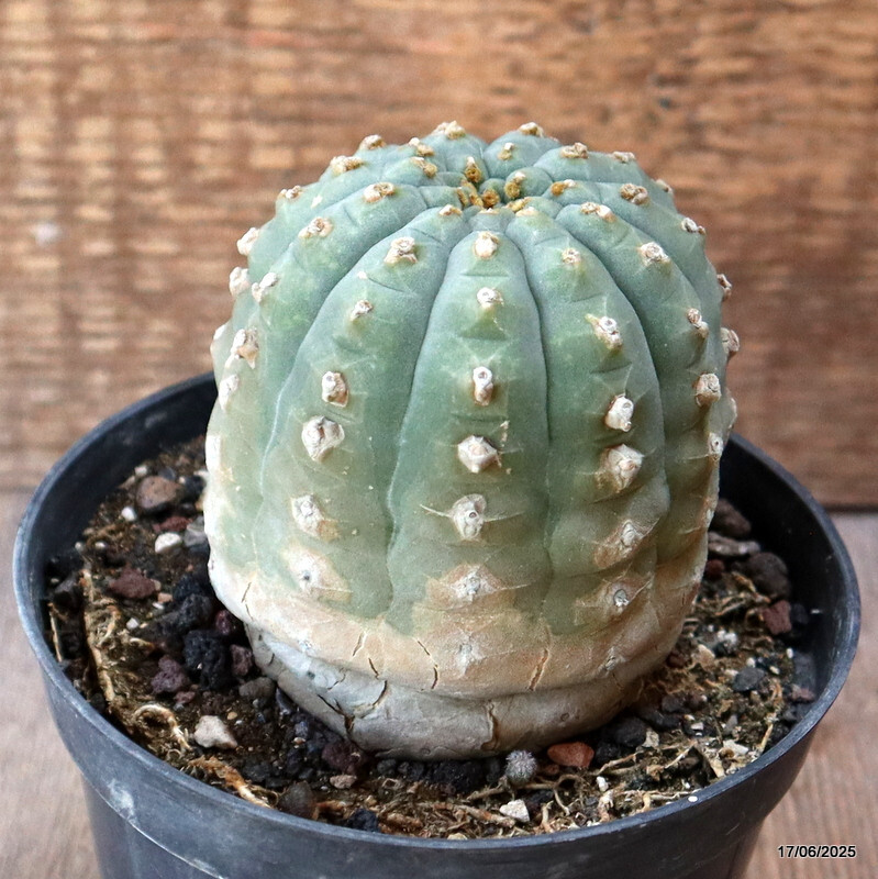 D4619 MATUCANA MADISONIORUM pot12-H9-W8 cm MaMa Cactus