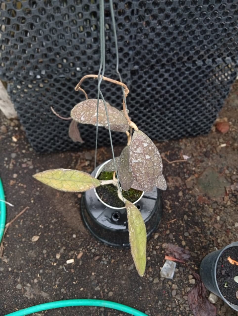 Real Pict Hoya Clemensiorum Splash Rare Plant