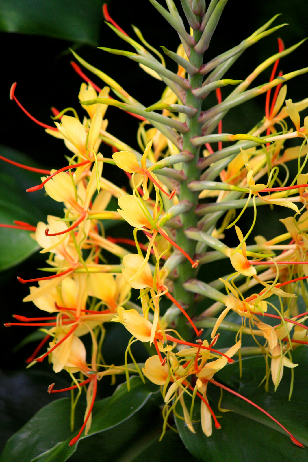 2 HAWAIIAN TROPICAL KAHILI YELLOW GINGER PLANT ROOTS – Fragrant Easy to Grow