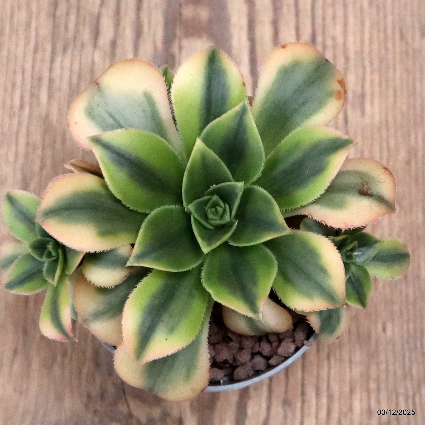 D7650 AEONIUM FLORESENS VARIEGATED pot6,5-H6-W11 cm MaMa Cactus