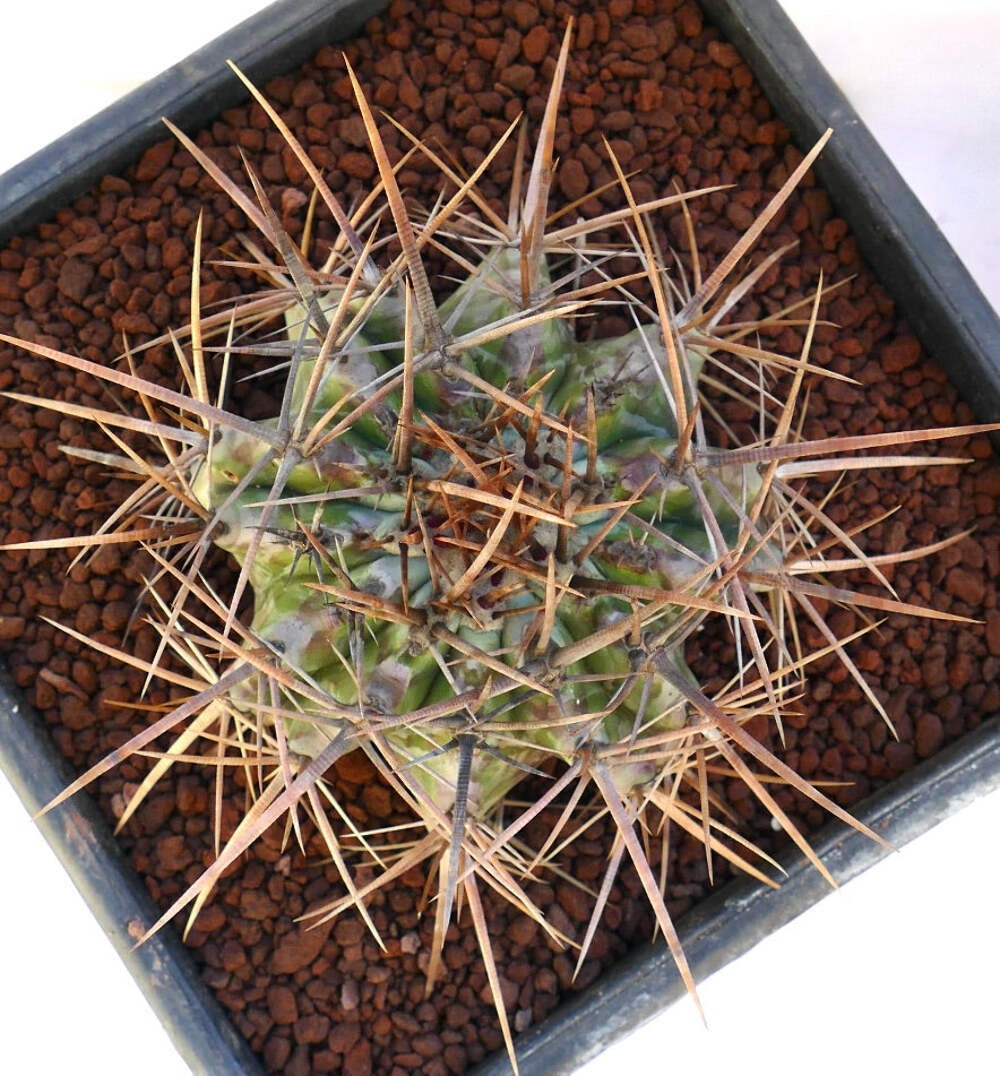 Echinocactus ingens STRONG SPINES 19cm – Giant barrel cactus | Mexican giant cac