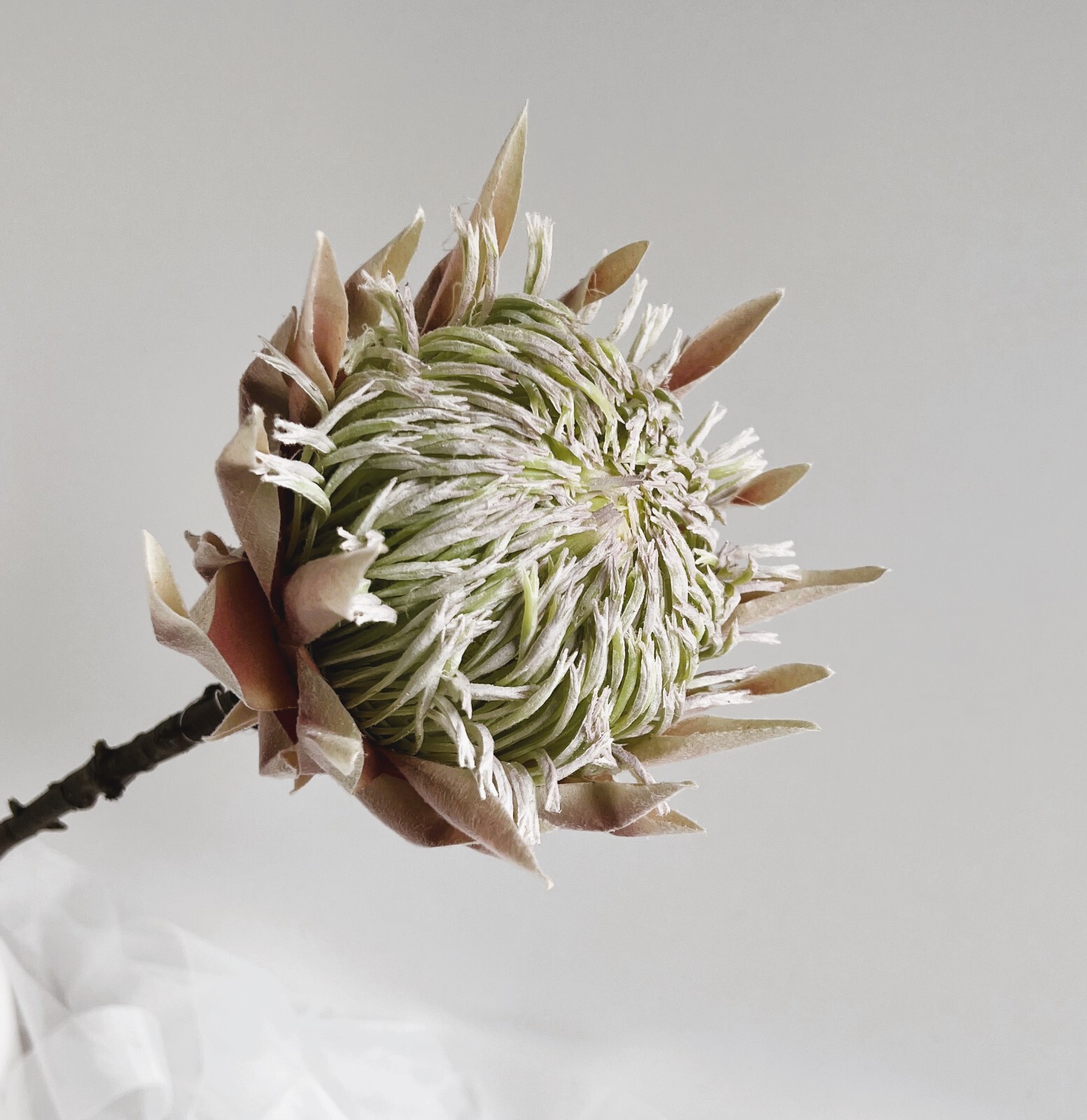 King Protea Stem Australian Native Flowers Blush Cream Protea Flower Stem x 1