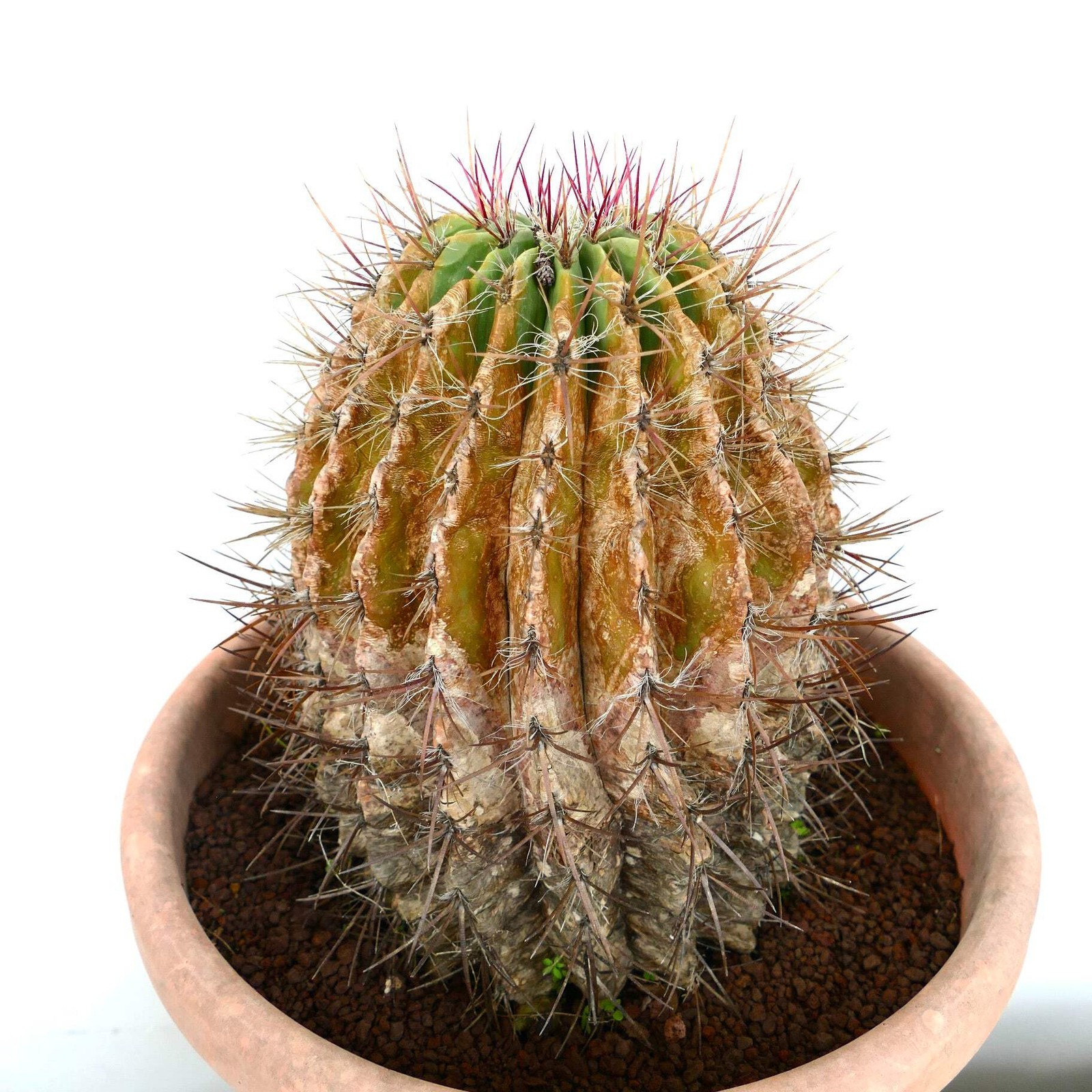 Ferocactus pilosus OLD SPECIMEN 17x24cm – Mexican fire barrel | Red barrel cactu