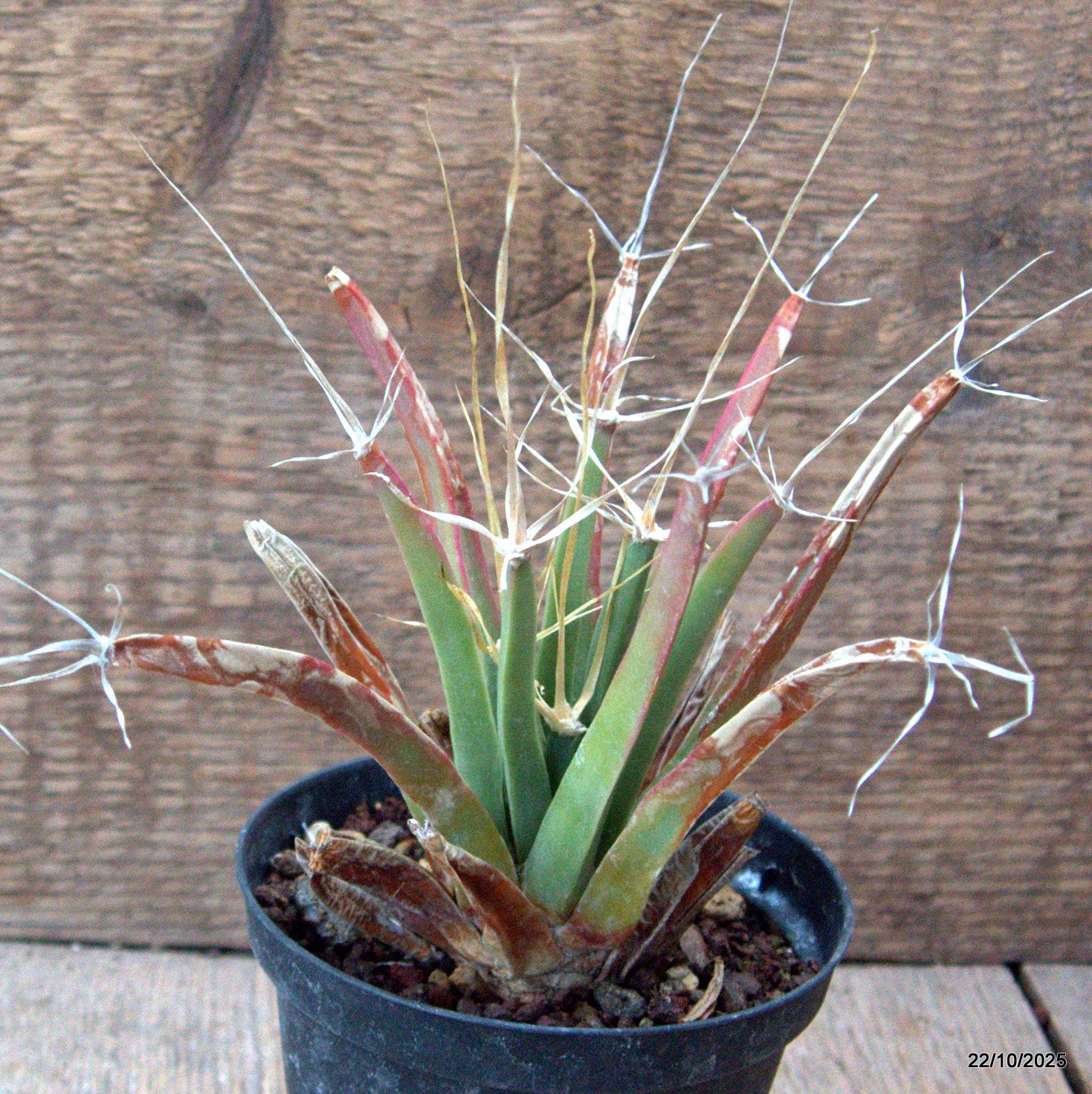 D7110 LEUCHTENBERGIA PRINCIPIS pot10-H13-W14 cm MaMa Cactus