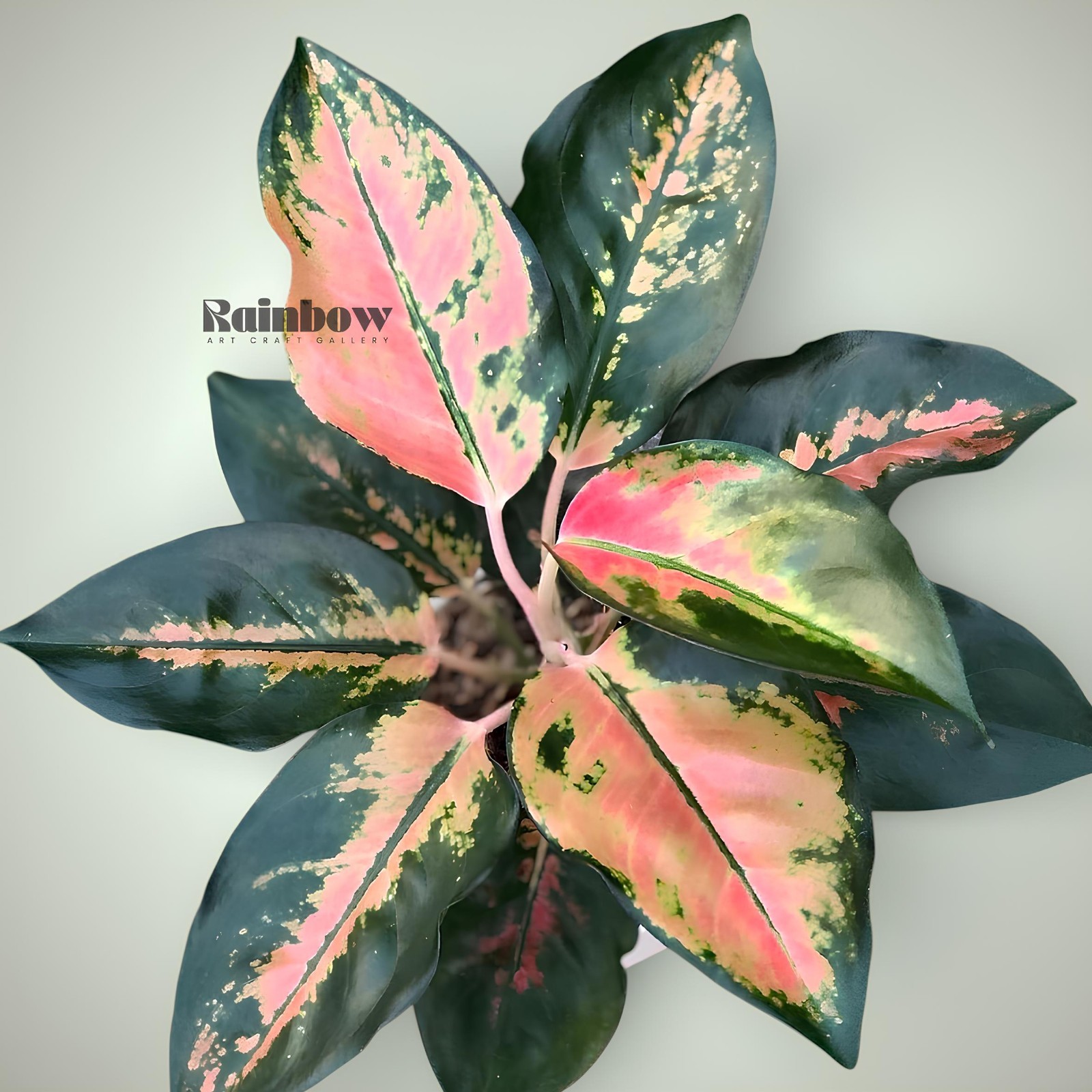 Aglaonema Kochin Tembaga Ornamental Plant