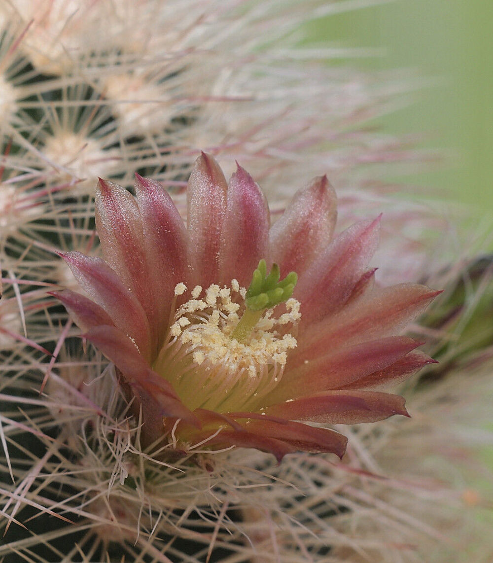 Echinocereus russanthus var. fiehnii LAU1076 SEEDS – Rainbow hedgehog cactus | F