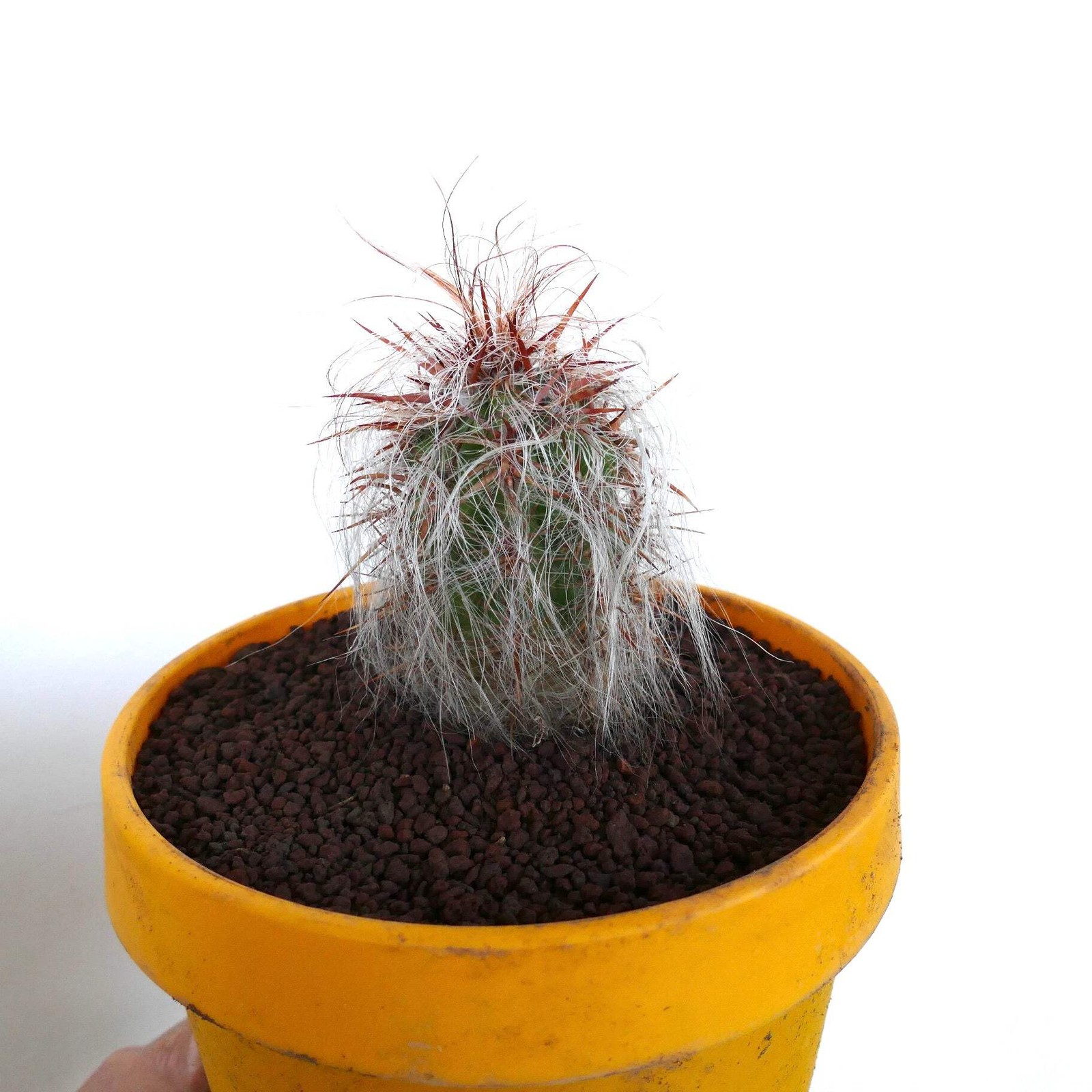 Oreocereus celsianus STRONG RED SPINES – Old man of the mountain | Mountain cact