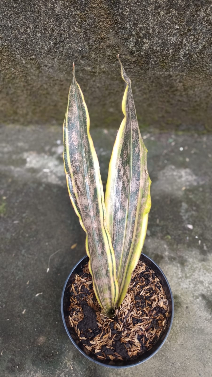 Real Picture Sansevieria Kirkii Brown Yellow Marginata Variegated Big Size