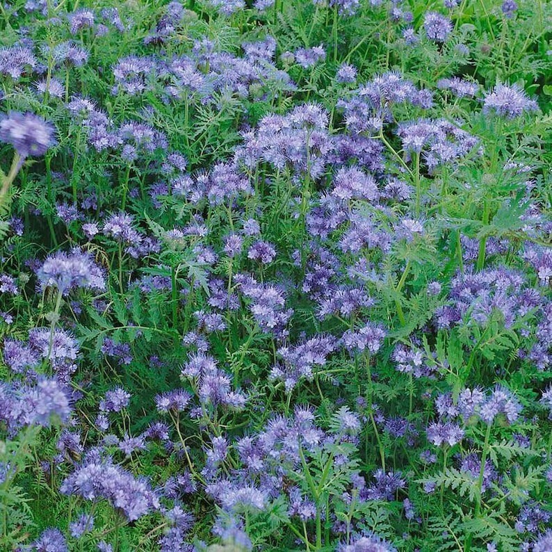200 Pcs Cute Lacy Phacelia Flower Seeds