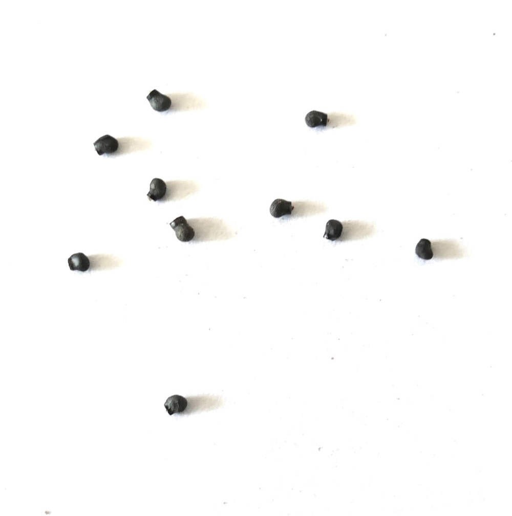 Thelocactus heterochromus SEEDS –