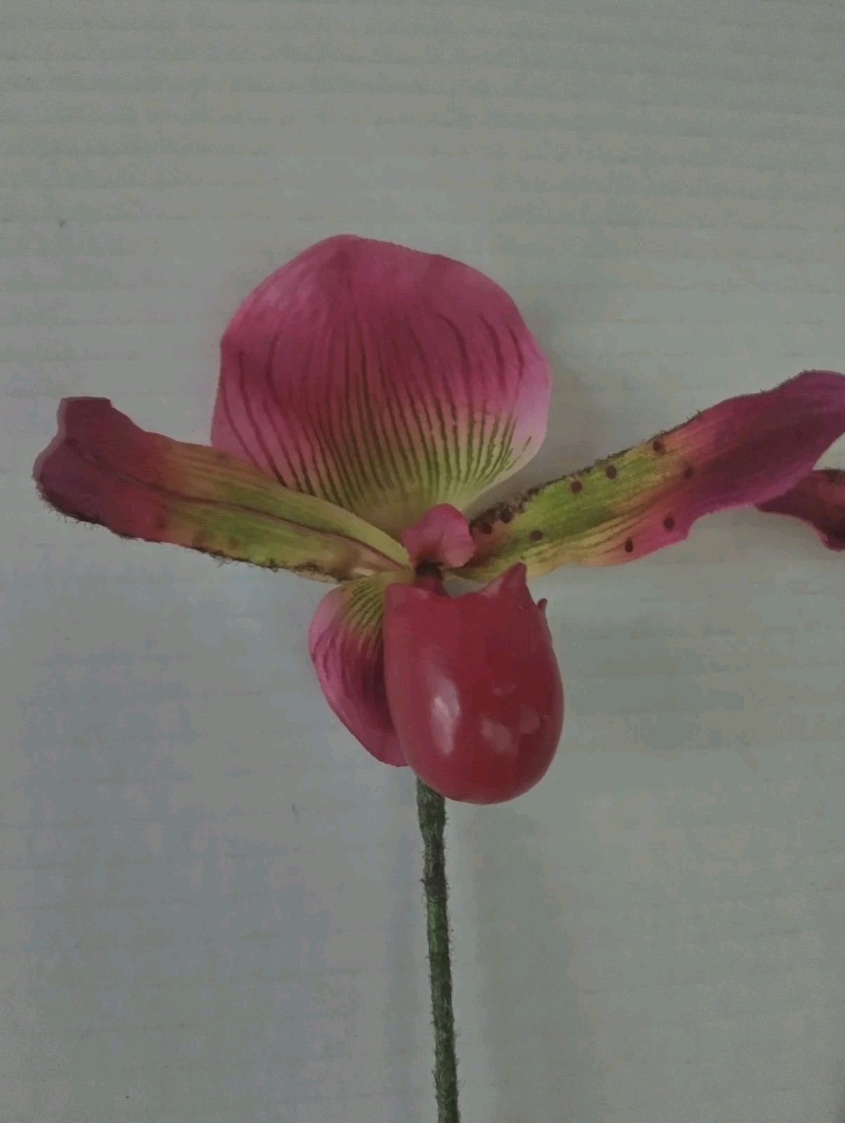 Artificial Paphiopedilum Lady Slipper Orchid
