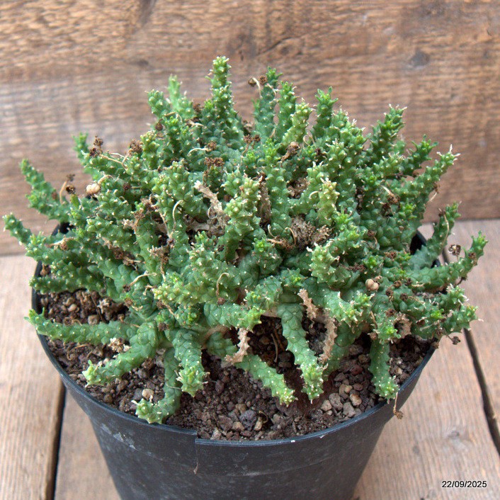 D6535 EUPHORBIA GORGONIS pot18-H13-W22 cm MaMa Cactus