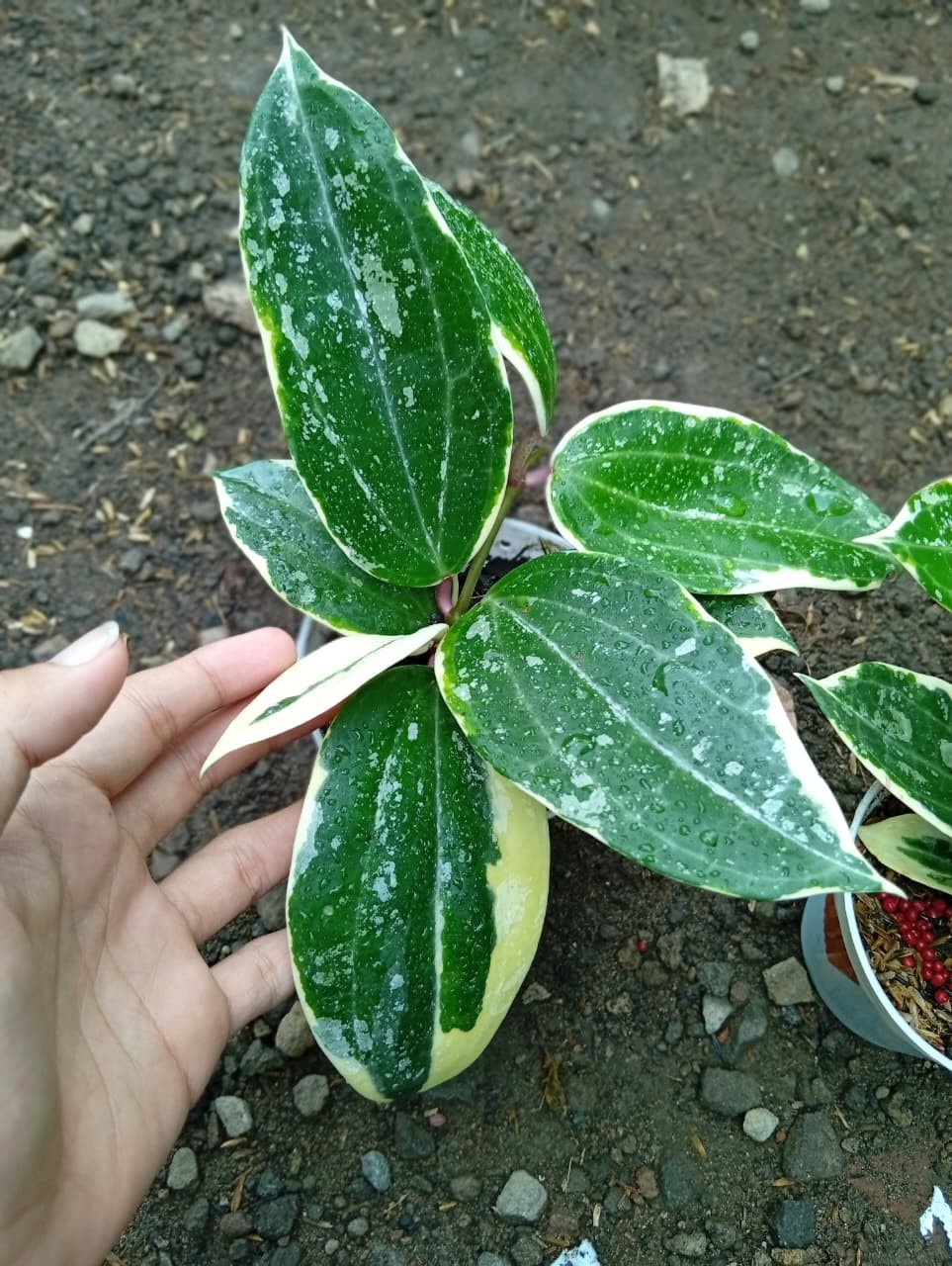 Real Picture Hoya Latifolia Albomarginata