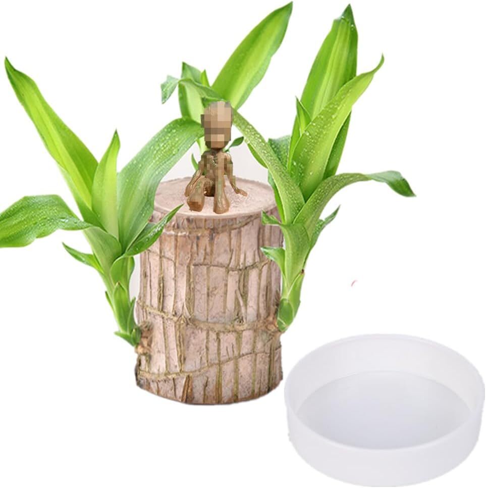 A Set of Green Plant Brazilian Wood Water Raise Lucky Wood Potted Tree Indoor US