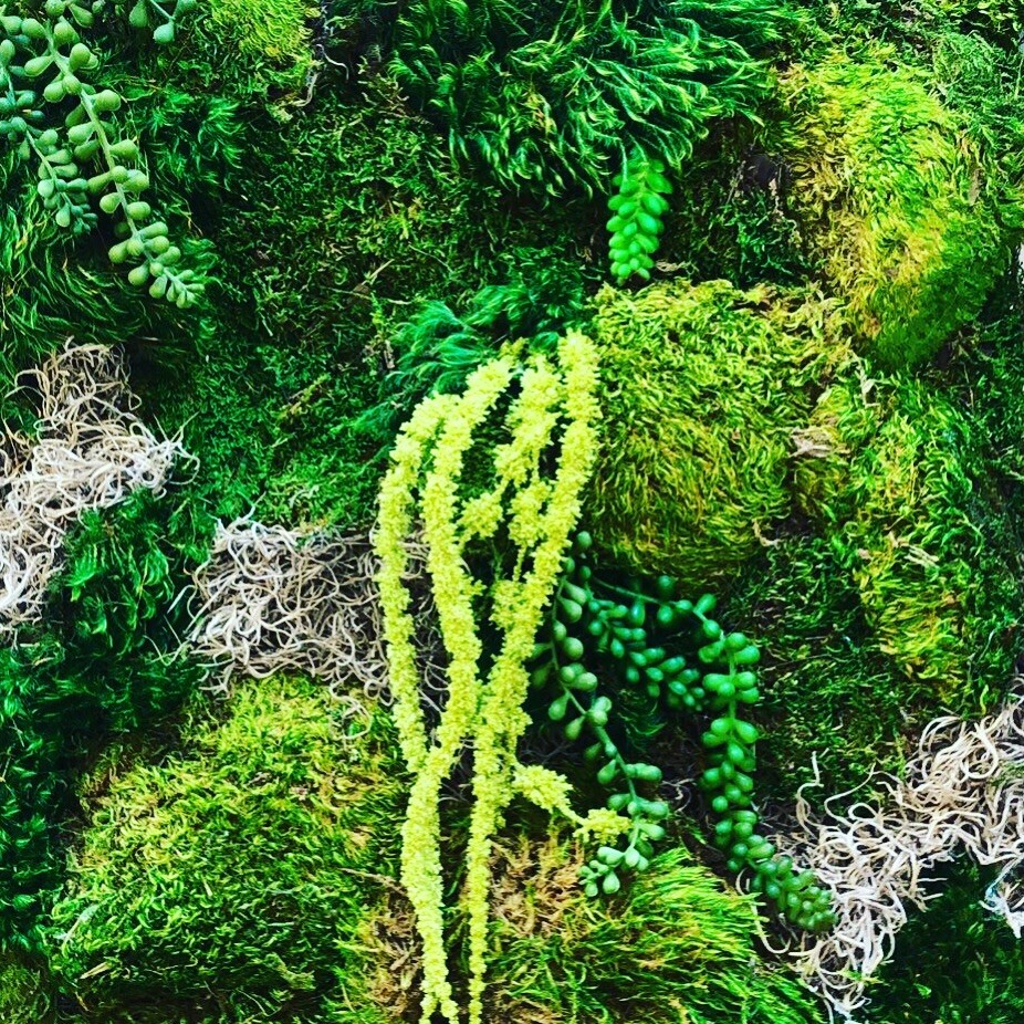 Moss Wall Art 11 X 14 3 Options