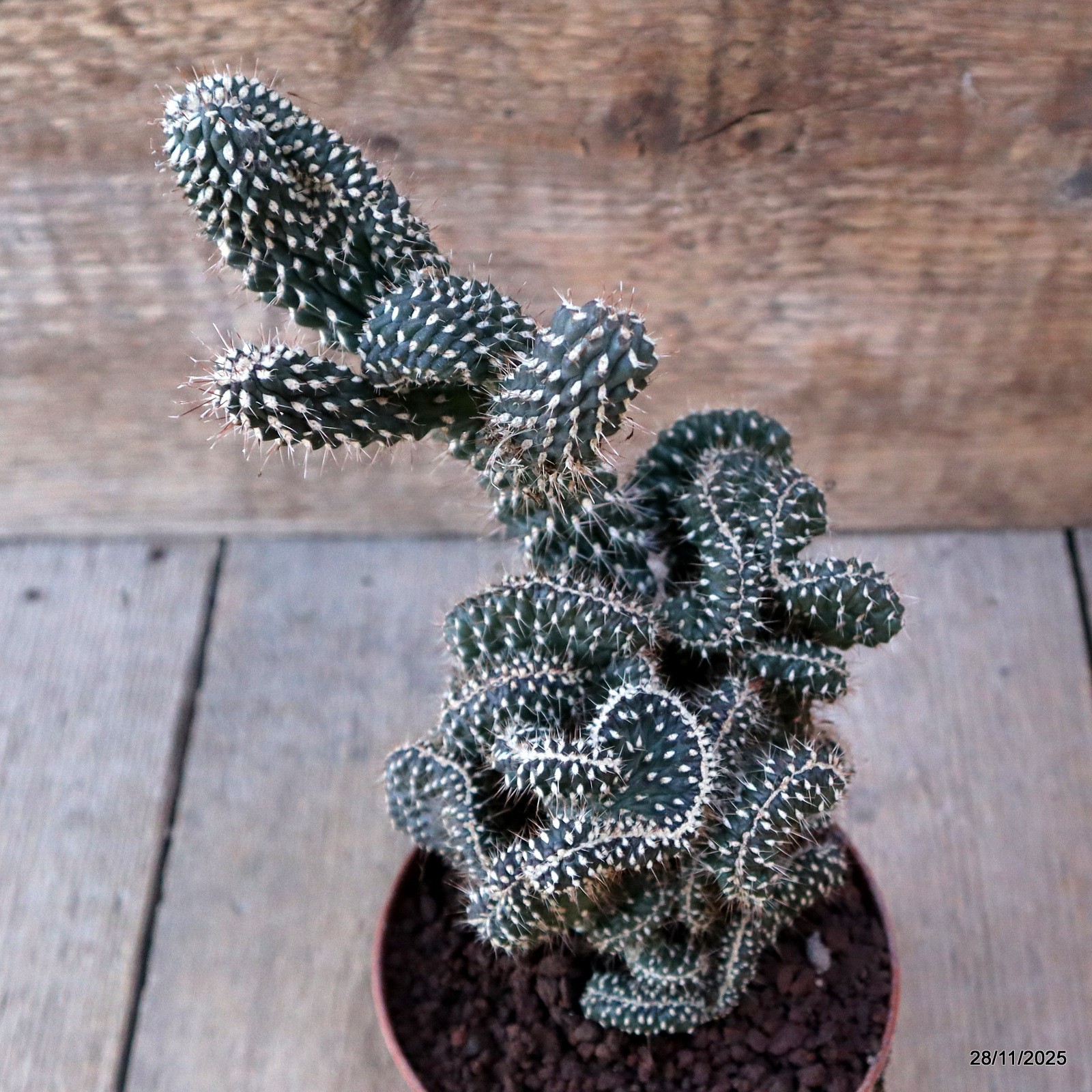 D7583 OPUNTIA FULGIDA CRESTED pot10-H20-W14 cm MaMa Cactus