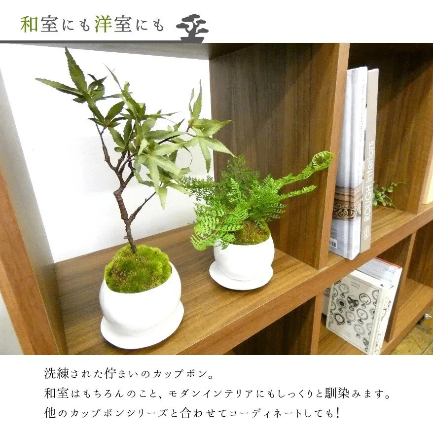 Cup Bonsai Set Momiji & Fern Faux Plant 2pcs Made in Japan Mini Zen Decor