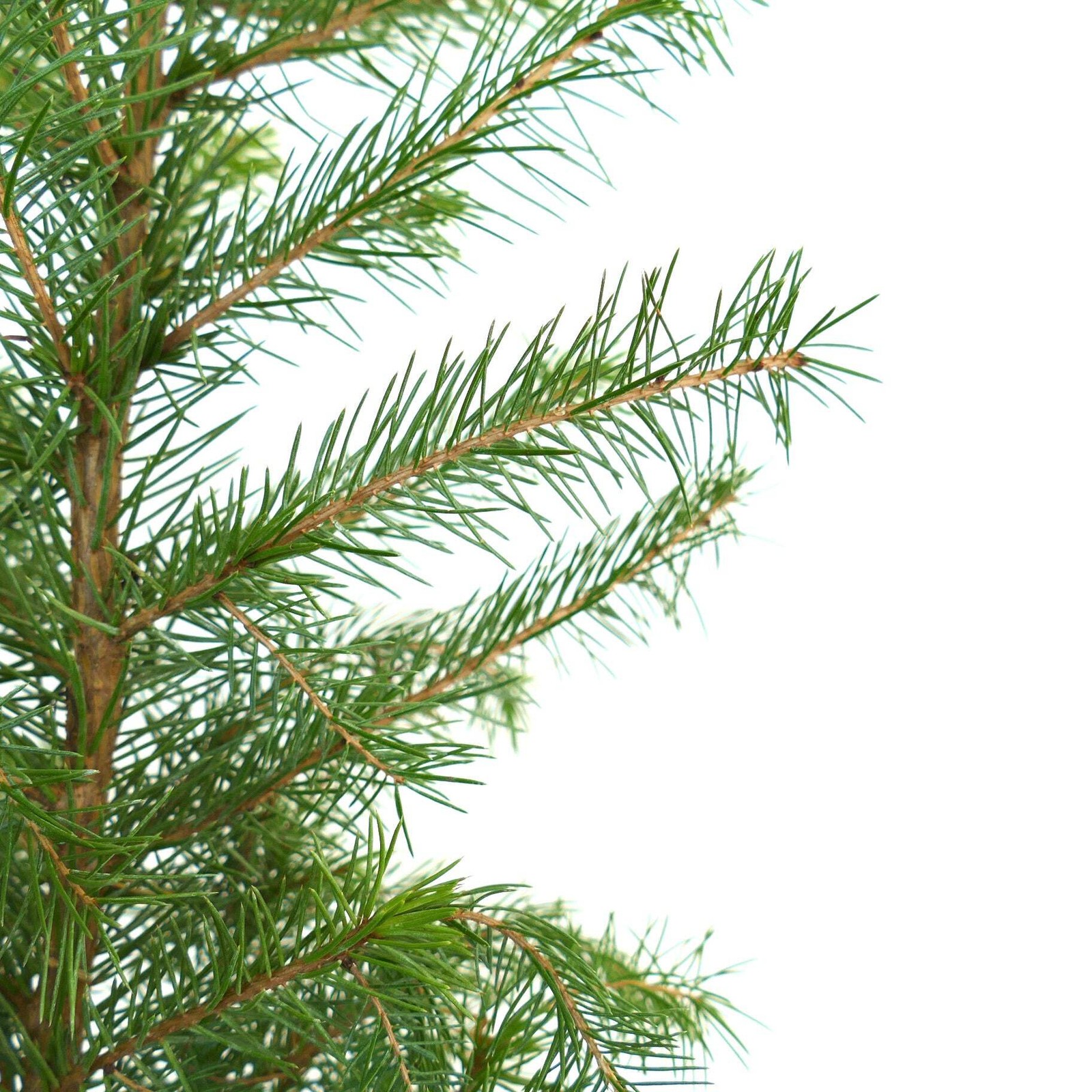 Picea omorika – Serbian spruce