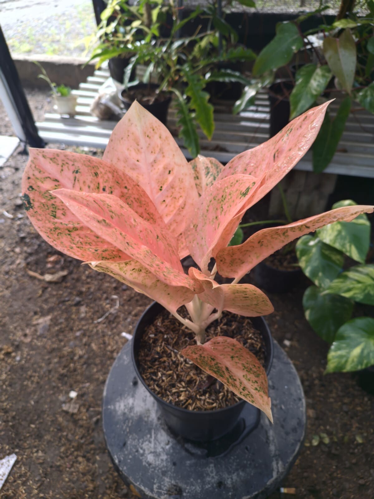 Aglaonema Stardust Orange