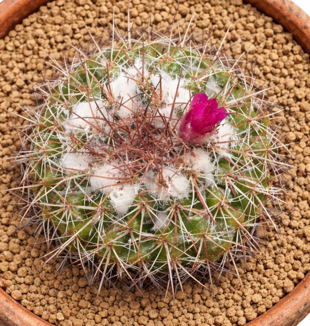 Mammillaria maycobensis 10 SEEDS – Rare Cactus SEEDS