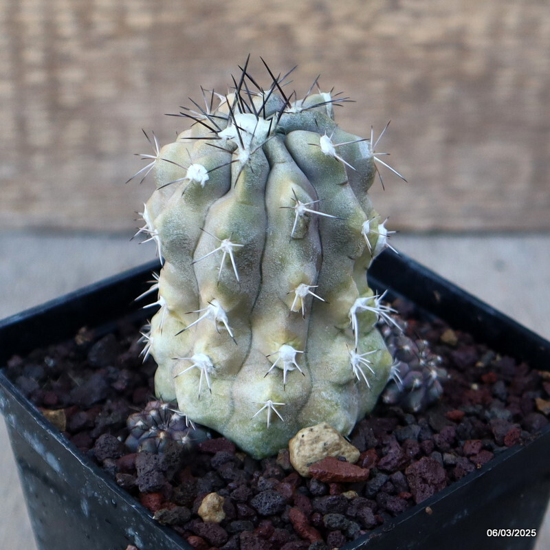 A5029 COPIAPOA MOLLICULA FR 525 pot 9 cm H 7,5 cm W 5,5 cm MaMa Cactus