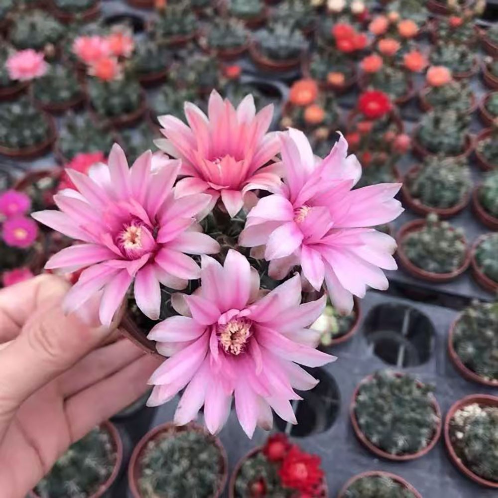 Gymnocalycium baldianum Chin Cactus Cactus Cacti Succulent Real Live Plant