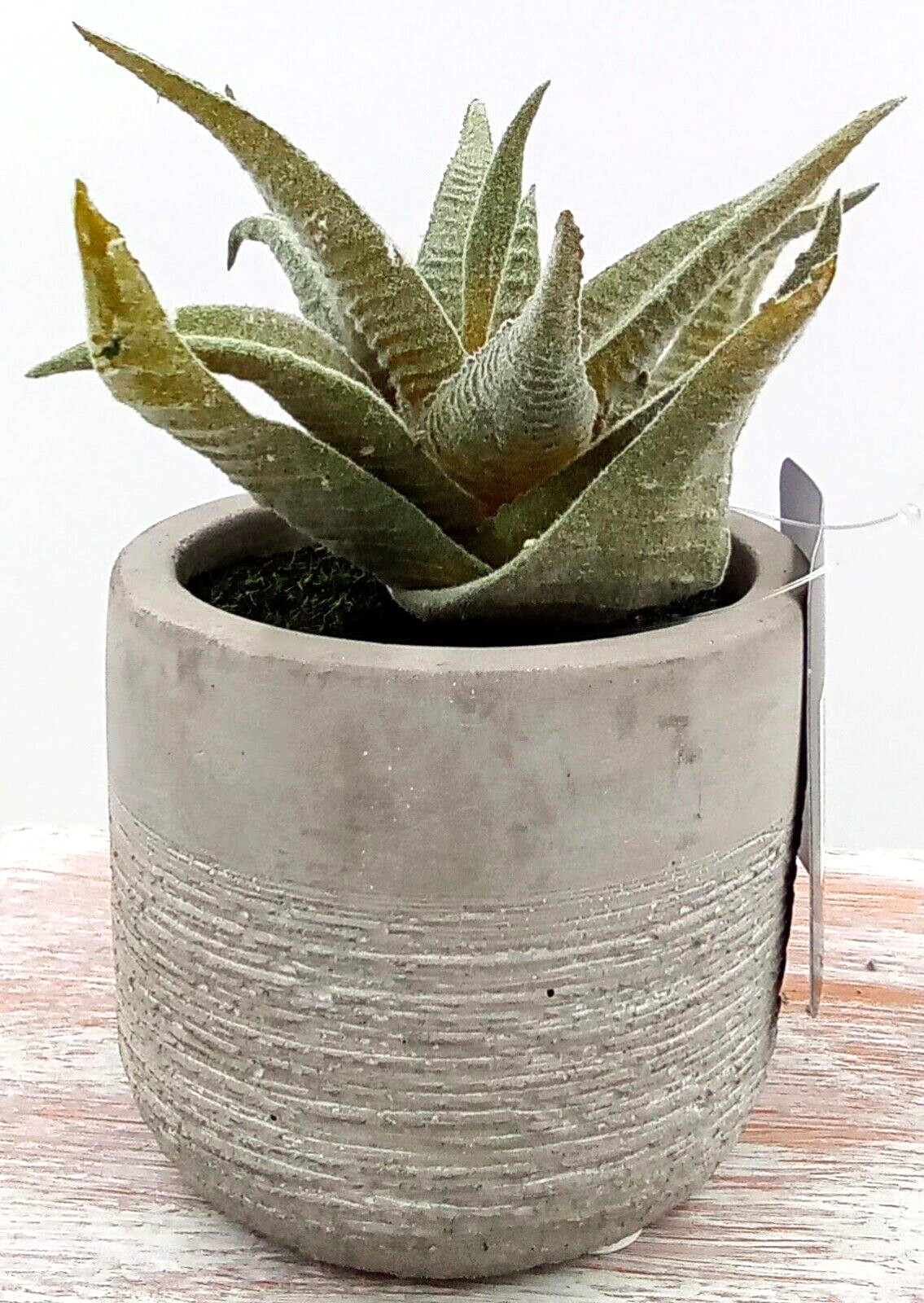 Aloe Succulent Cement Pot Planter Gray Green Artificial Plastic Foam Floral 4.5″