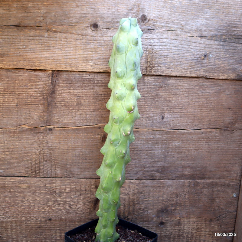 A5941 MYRTILLOCACTUS FUKUROKURIUZINBOKU pot14-H45-W7 cm MaMa Cactus