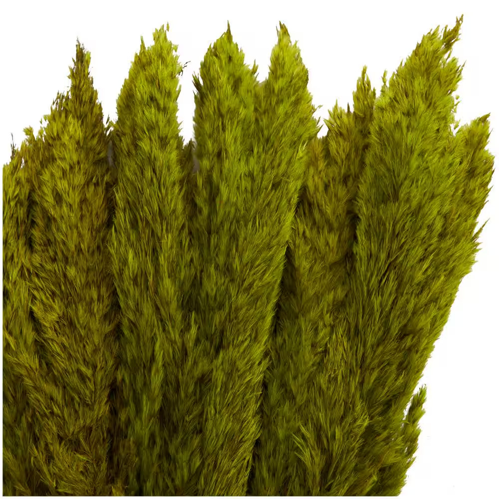 35 In. Pampas Natural Foliage with Long Stems (1 Bundle)