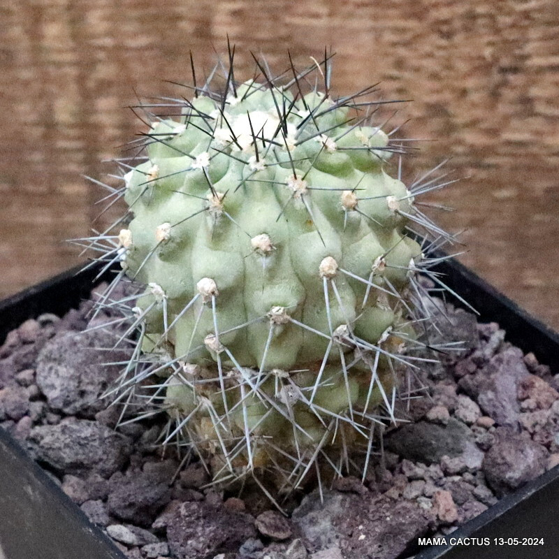 D3383 COPIAPOA ESMERALDANA pot10-H7-W5,5 cm MaMa Cactus