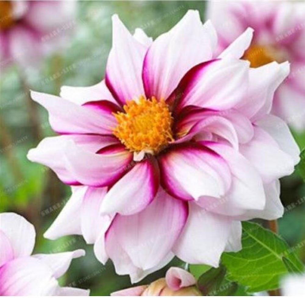(10) DAHLIA SEEDS rare exotic flower bloom garden plant USA SELLER W/TRACK