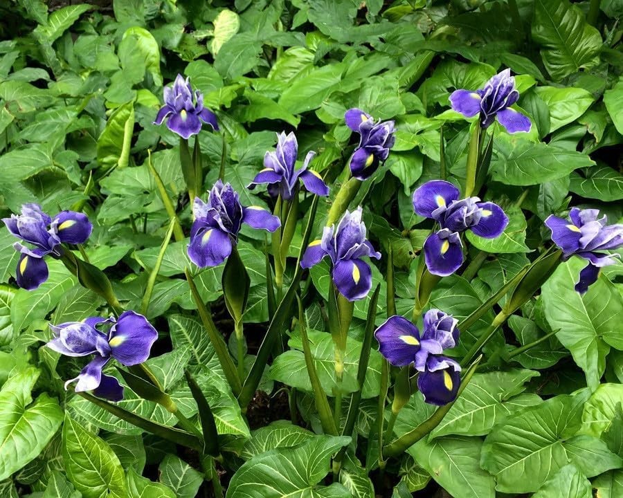 4pc Artificial Iris Flower Silk Flower,Flower Bouquet,Long Stem 18″ Fake Irel…