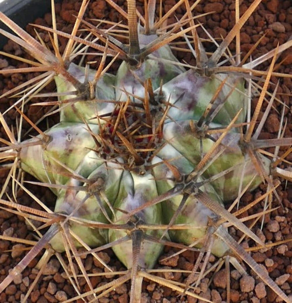 Echinocactus ingens STRONG SPINES 18cm – Giant barrel cactus | Giant viznaga