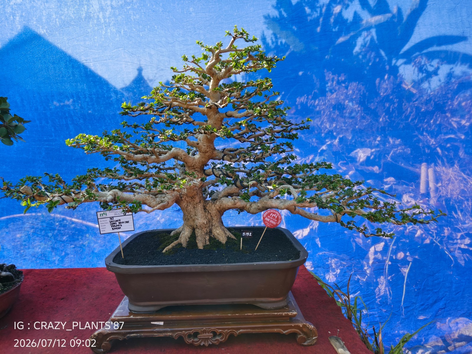 Premna Microphylla Bonsai Tree -Real- Large Size – For Bonsai Tree Collectors.