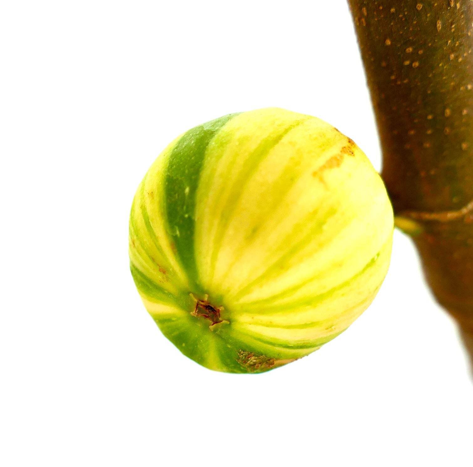 Ficus carica cv Panaché (Striped Fig) 70-80cm | Common fig | Edible fig – Common