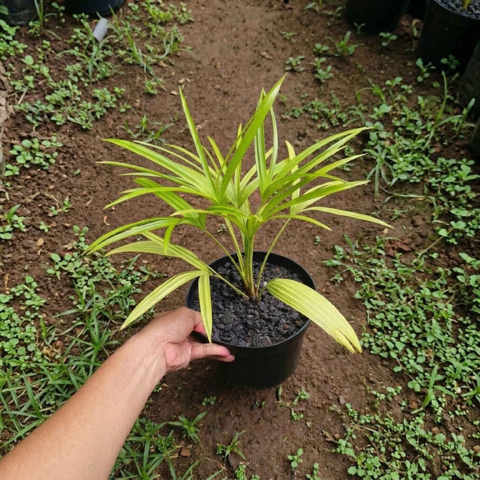 Livistona Benthamii Golden Palm Rare Golden Fan Palm Green Tropical