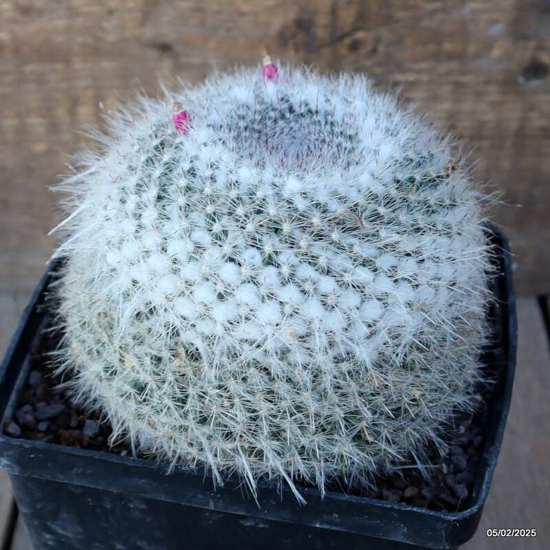D1051 MAMMILLARIA HANIANA pot14-H11-W13 cm MaMa Cactus